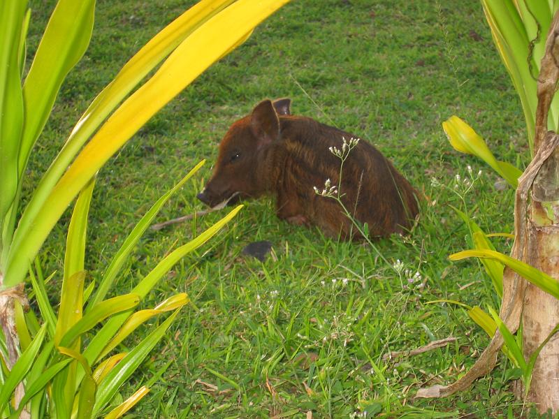 sam07 Free-ranging pigs are ubiquitous. So are dogs, which are very noisy especially at night and can be an hazard on the roads.